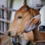 Bilik Qurban