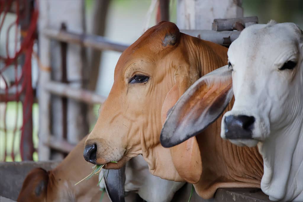 Bilik Qurban