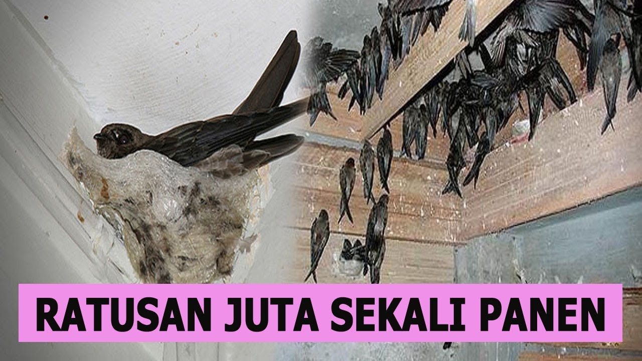 CV. Cemara Wangi Indonesia