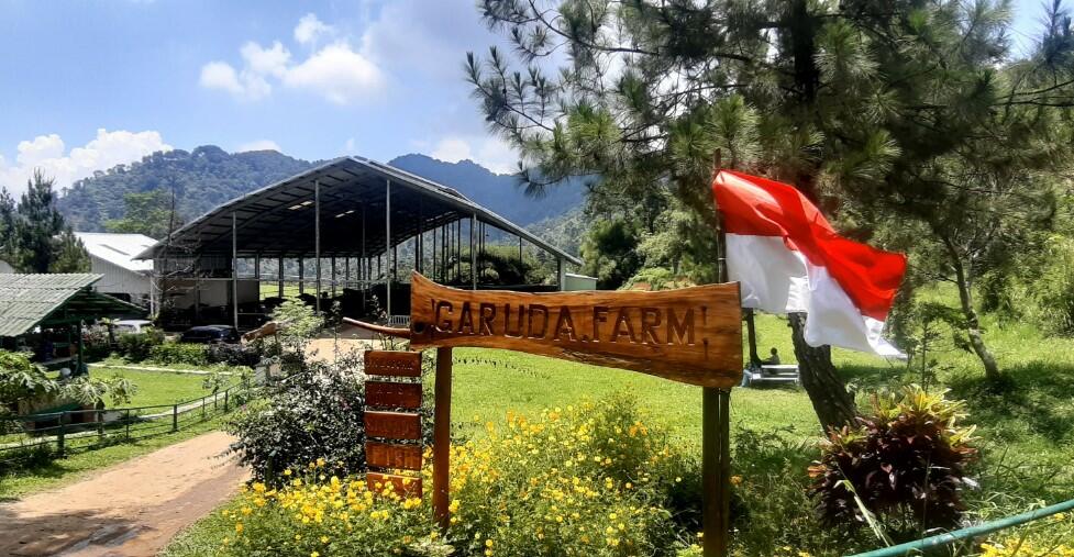 Garuda farm Bogor Garuda farm Bogor